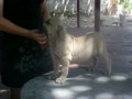 In Memorian - Fila Brasileiro Filhotes - Canil Singular - Filhotes Extras